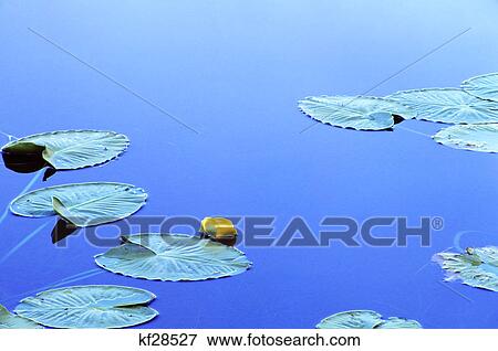 lily pads and single yellow lotus flower on calm still blue pond View Large Photo Image Stock Photo - lily pads and single yellow lotus flower on calm still blue pond. Fotosearch