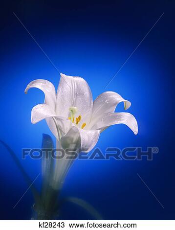 lily View Large Photo Image Stock Image - lily. Fotosearch