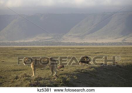 Stock Image - lion and standing lioness on plains ngorongoro crater tanzania africa. Fotosearch