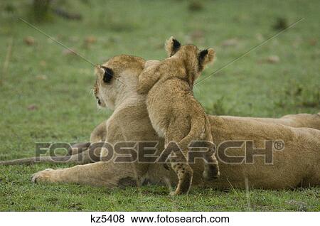 lion cub jumping onto mother lioness back rear view masai mara national reserve kenya africa View Large Photo Image Stock Photo - lion cub jumping onto mother lioness back rear view masai mara national reserve kenya africa. Fotosearch