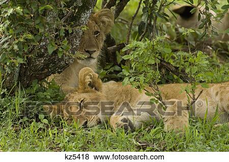 lion cubs lying in green leafy brush masai mara national reserve kenya africa View Large Photo Image Stock Photo - lion cubs lying in green leafy brush masai mara national reserve kenya africa. Fotosearch