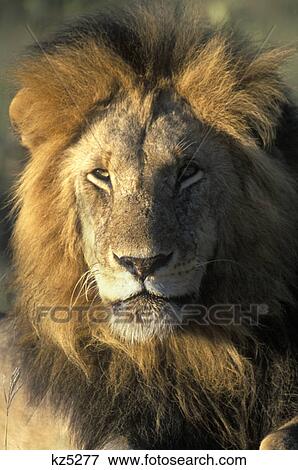 lion panthera leo kenya, africa View Large Photo Image Stock Photo - lion panthera leo kenya, africa. Fotosearch