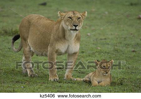 lioness and lion cub masai mara national reserve kenya africa View Large Photo Image Stock Photograph - lioness and lion cub masai mara national reserve kenya africa. Fotosearch