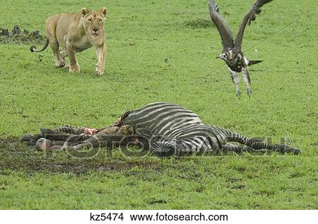 lioness chasing vulture away from zebra carcass masai mara national reserve kenya africa View Large Photo Image Picture - lioness chasing vulture away from zebra carcass masai mara national reserve kenya africa. Fotosearch