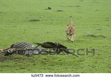 lioness chasing vulture away from zebra carcass masai mara national reserve kenya africa View Large Photo Image Stock Image - lioness chasing vulture away from zebra carcass masai mara national reserve kenya africa. Fotosearch