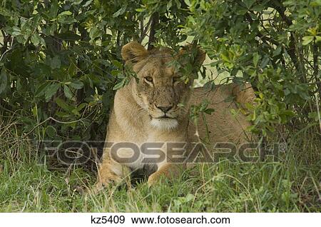 lioness lying in grass peering out from brush masai mara national reserve kenya africa View Large Photo Image Stock Photo - lioness lying in grass peering out from brush masai mara national reserve kenya africa. Fotosearch