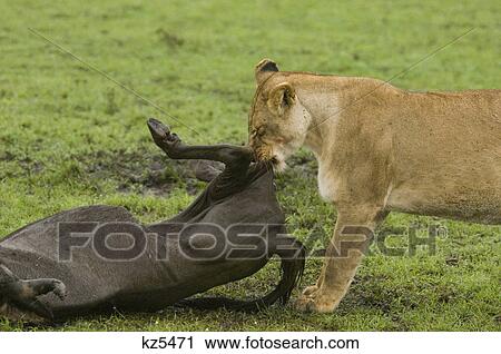 Stock Image - lioness pulling on carcass of dead wildebeest masai mara national reserve kenya africa. Fotosearch