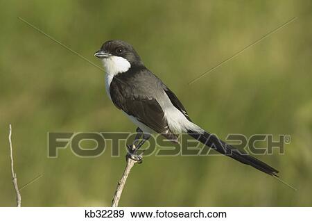 long tailed fiscal shrike amboseli national park kenya africa View Large Photo Image Stock Photo - long tailed fiscal shrike amboseli national park kenya africa. Fotosearch