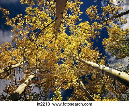 looking up into quaking aspen trees, colorado View Large Photo Image Stock Image - looking up into quaking aspen trees, colorado. Fotosearch