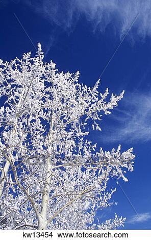 Picture - looking up into snow covered aspen trees and bright blue sky colorado. Fotosearch