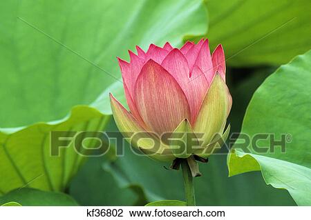 lotus flower View Large Photo Image Stock Image - lotus flower. Fotosearch