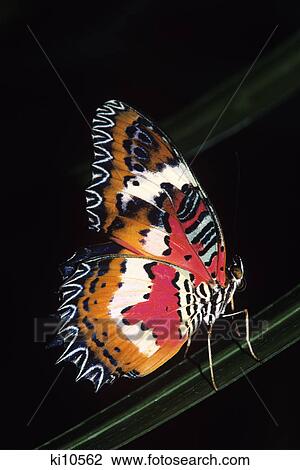 malay lacewing butterfly on plant cethosia hypsea native to south east asia View Large Photo Image Stock Image - malay lacewing butterfly on plant cethosia hypsea native to south east asia. Fotosearch