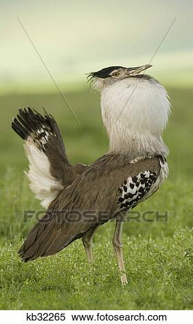 Stock Photography - male kori bustard in courtship display ngorongoro crater tanzania africa. Fotosearch