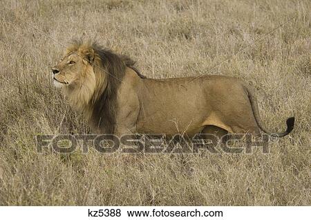 Stock Photo - male lion full body profile serengeti tanzania africa. Fotosearch
