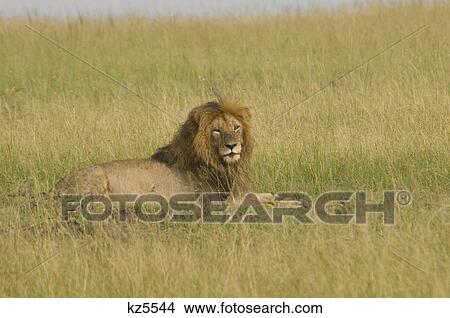 male lion lying in grassy plains masai mara national reserve kenya africa View Large Photo Image Picture - male lion lying in grassy plains masai mara national reserve kenya africa. Fotosearch