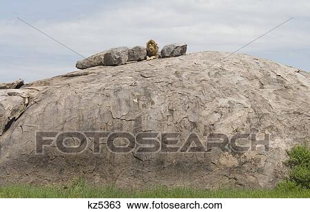male lion lying on top of rocky kopje serengeti national park tanzania africa View Large Photo Image Stock Image - male lion lying on top of rocky kopje serengeti national park tanzania africa. Fotosearch
