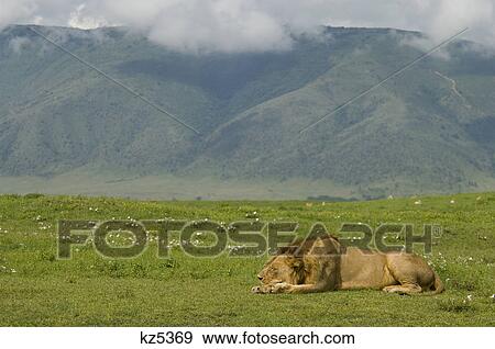 male lion resting asleep in plains of ngorongoro crater tanzania africa View Large Photo Image Stock Photo - male lion resting asleep in plains of ngorongoro crater tanzania africa. Fotosearch