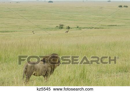 male lion standing and looking over vast plains of masai mara national reserve kenya africa View Large Photo Image Stock Photography - male lion standing and looking over vast plains of masai mara national reserve kenya africa. Fotosearch