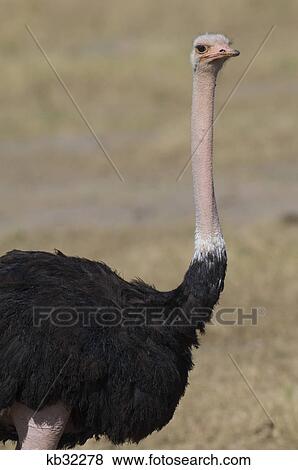 Stock Photo - male ostrich masai mara national reserve kenya africa. Fotosearch