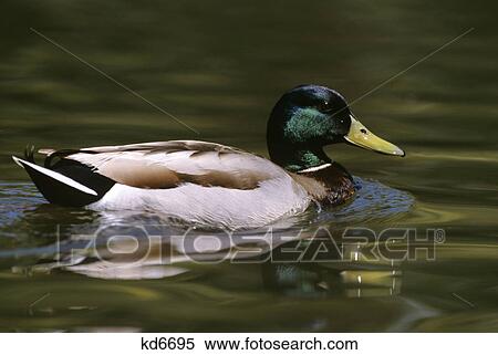 mallard drake in pond anas platyrhynchos View Large Photo Image Stock Photography - mallard drake in pond anas platyrhynchos. Fotosearch