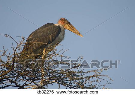 marabou stork in acacia tree serengeti tanzania africa View Large Photo Image Stock Photograph - marabou stork in acacia tree serengeti tanzania africa. Fotosearch