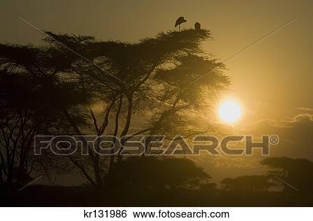 Stock Photograph - marabou storks in silhouetted acacia tree at sunrise serengeti national park tanzania africa. Fotosearch