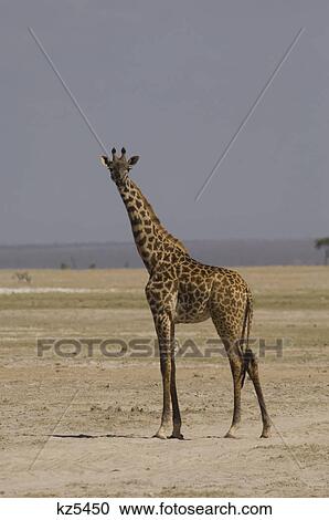 Stock Image - masai giraffe looking at camera amboseli national park kenya africa. Fotosearch