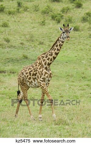 masai giraffe masai mara national reserve kenya africa View Large Photo Image Stock Photography - masai giraffe masai mara national reserve kenya africa. Fotosearch