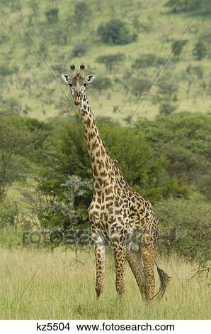 masai giraffe standing in plains of serengeti national park tanzania africa View Large Photo Image Picture - masai giraffe standing in plains of serengeti national park tanzania africa. Fotosearch