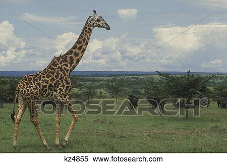 Stock Photography - masai giraffe walking on plain giraffa camelopardalis masai mara game reserve kenya africa. Fotosearch