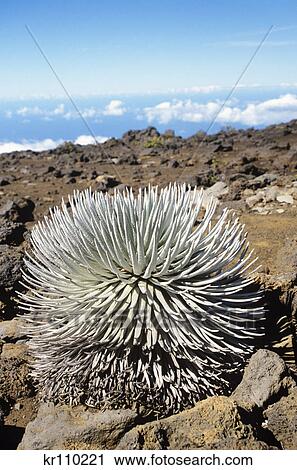 Stock Image - maui, hawaii silver sword plant on lava haleakala volcano. Fotosearch