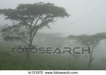misty morning in acacia tree woodlands by ngorongoro crater tanzania africa View Large Photo Image Stock Image - misty morning in acacia tree woodlands by ngorongoro crater tanzania africa. Fotosearch