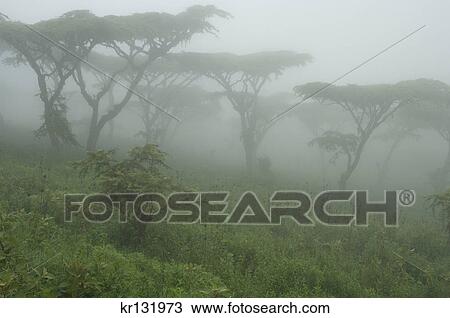 misty morning in acacia tree woodlands by ngorongoro crater tanzania africa View Large Photo Image Stock Image - misty morning in acacia tree woodlands by ngorongoro crater tanzania africa. Fotosearch