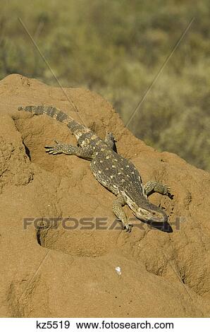 Stock Photo - monitor lizard on termite mound samburu national reserve kenya africa. Fotosearch
