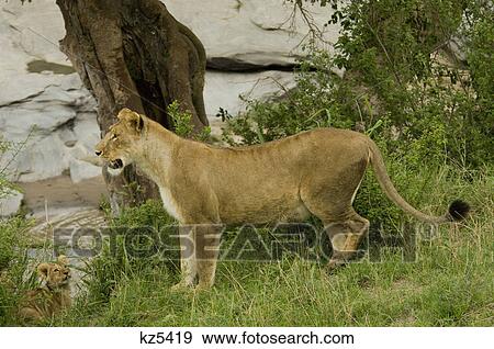 mother lioness standing on hillside with lion cub below looking up masai mara national reserve kenya africa View Large Photo Image Stock Photo - mother lioness standing on hillside with lion cub below looking up masai mara national reserve kenya africa. Fotosearch
