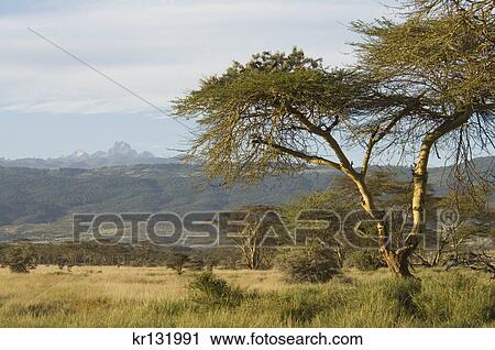 mount kenya on the horizon from lewa downs with yellow barked acacia tree in foreground View Large Photo Image Stock Image - mount kenya on the horizon from lewa downs with yellow barked acacia tree in foreground. Fotosearch