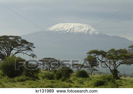 mount kilimanjaro with acacia trees in foreground View Large Photo Image Stock Photo - mount kilimanjaro with acacia trees in foreground. Fotosearch