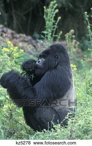 Stock Photo - mountain gorilla silverback rwanda, africa. Fotosearch