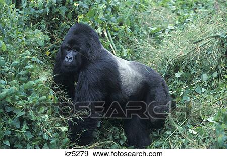 Stock Photo - mountain gorilla silverback rwanda, africa. Fotosearch