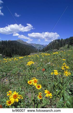 Stock Photo - mountain scenic with wildflowers in foreground poughkeepsie gulch colorado. Fotosearch