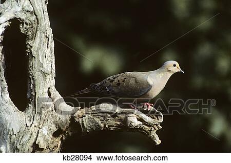 mourning dove zenaida macroura alaska to the caribbean View Large Photo Image Picture - mourning dove zenaida macroura alaska to the caribbean. Fotosearch
