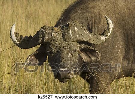 muddy cape buffalo close-up lake nakuru national park kenya africa View Large Photo Image Stock Photo - muddy cape buffalo close-up lake nakuru national park kenya africa. Fotosearch