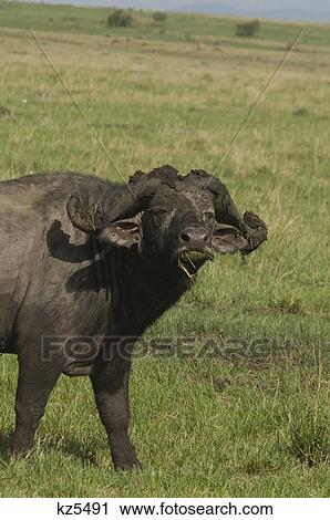 Stock Image - muddy grazing cape buffalo masai mara national reserve kenya africa. Fotosearch