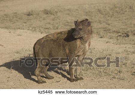 Stock Photography - muddy hyena serengeti tanzania africa. Fotosearch