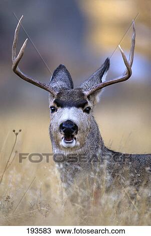 mule deer buck rocky mountain np View Large Photo Image Stock Image - mule deer buck rocky mountain np. Fotosearch