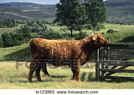near newtonmore, scotland highland cattle at farm museum View Large Photo Image Stock Image - near newtonmore, scotland highland cattle at farm museum. Fotosearch