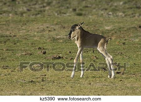 Stock Image - newborn wildebeest baby standing on wobbly legs ngorongoro crater tanzania africa. Fotosearch