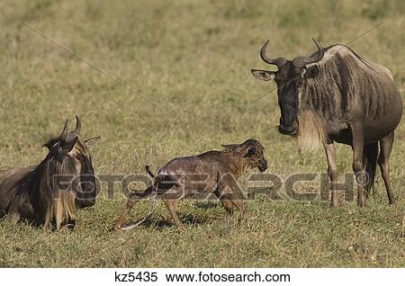 Stock Photography - newly born wildebeest calf attempting to stand up ngorongoro crater tanzania africa. Fotosearch