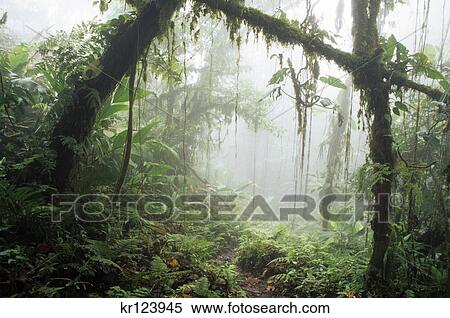 northern costa rica trail through cloud forest to chato volcano View Large Photo Image Stock Photography - northern costa rica trail through cloud forest to chato volcano. Fotosearch
