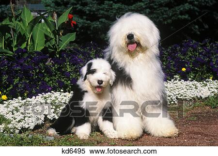 old english sheepdog adult and puppy sitting with flowers View Large Photo Image Stock Photography - old english sheepdog adult and puppy sitting with flowers. Fotosearch